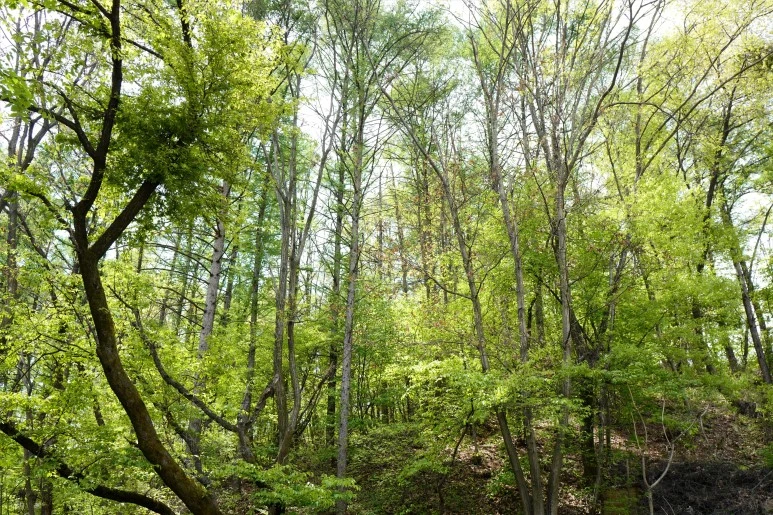 L1310295_%282%29.JPG?type=w773