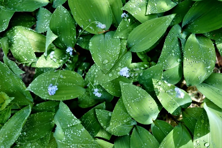 L1540720.JPG?type=w773