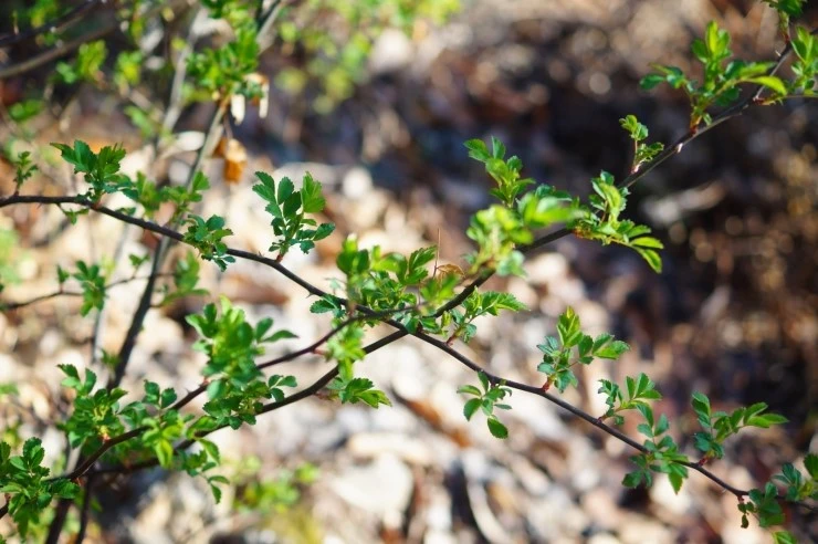 DSC05662.JPG?type=w2