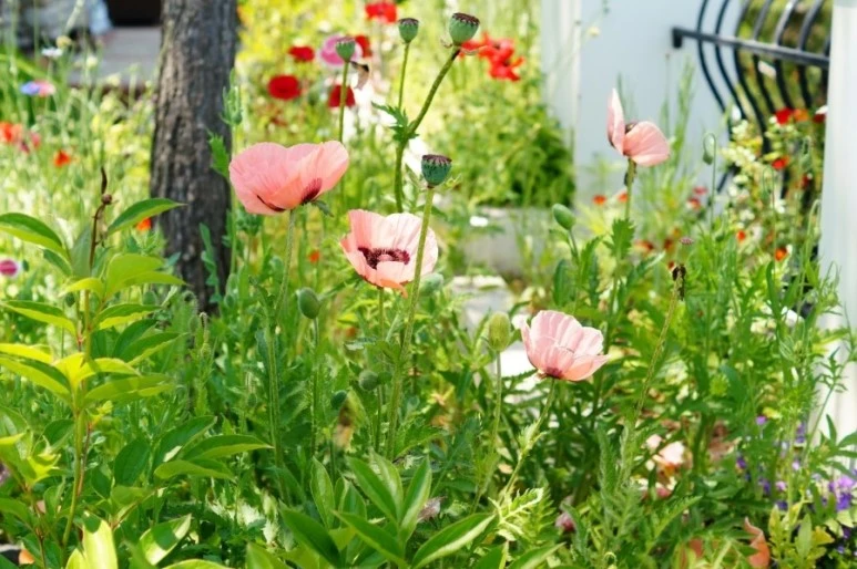 DSC01243.JPG?type=w773