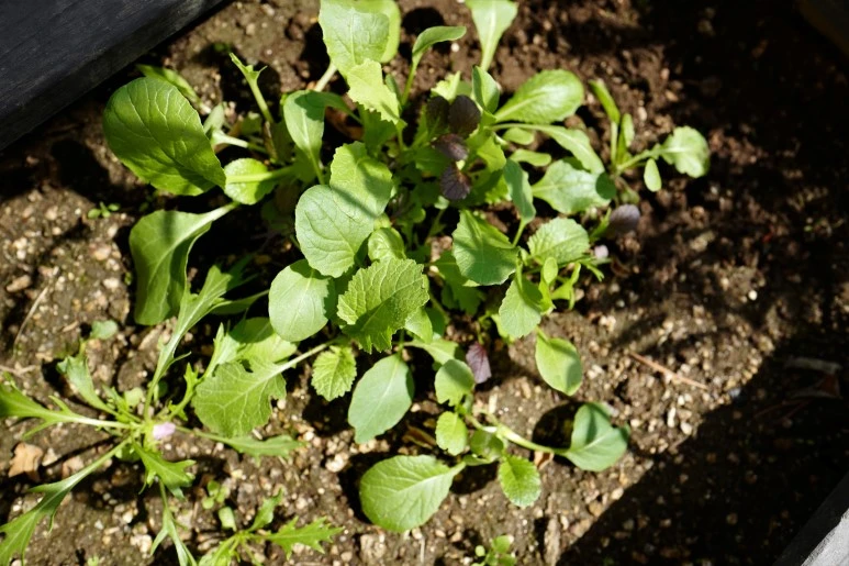 L1310289_%282%29.JPG?type=w773