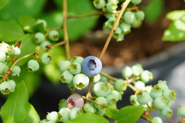 DSC02921.JPG?type=w773