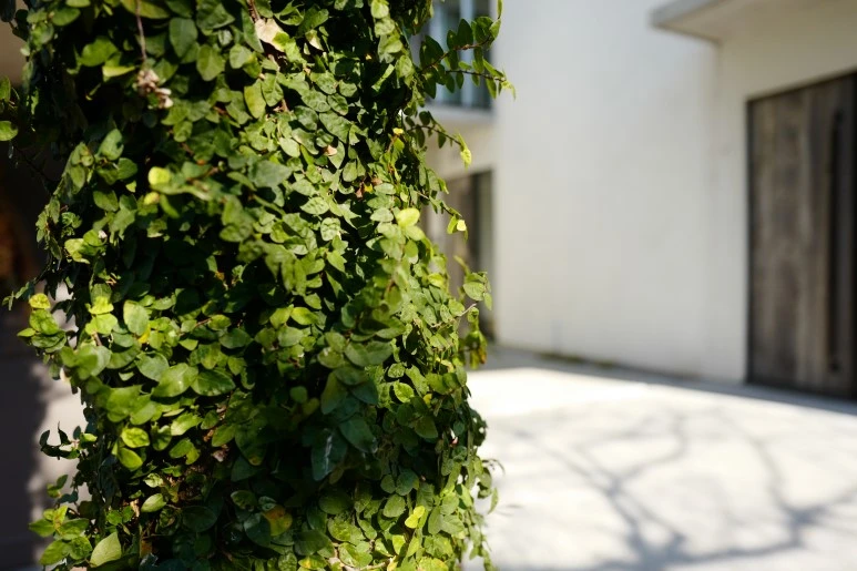 L1200474.JPG?type=w773