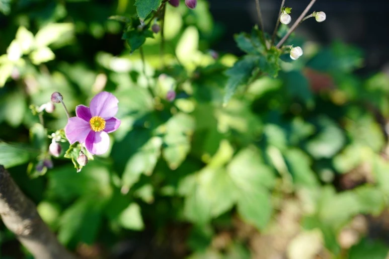 L1100849.JPG?type=w773