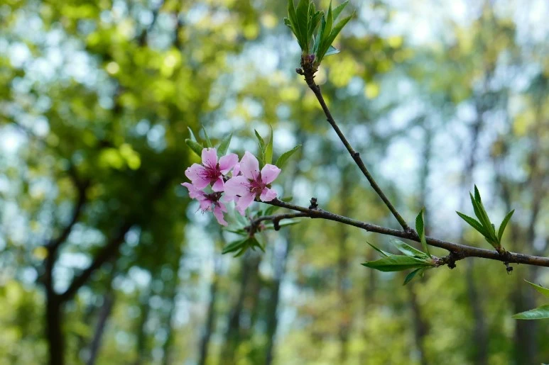 L1310154.JPG?type=w773