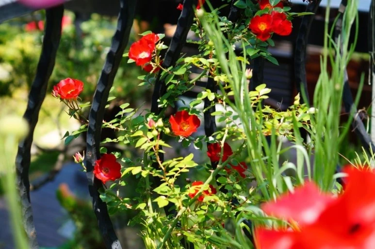 DSC01246.JPG?type=w773