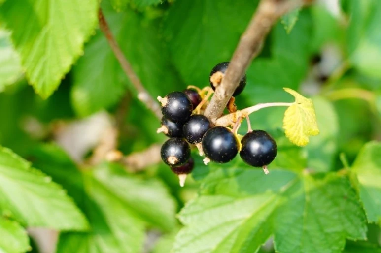 DSC02545.JPG?type=w773