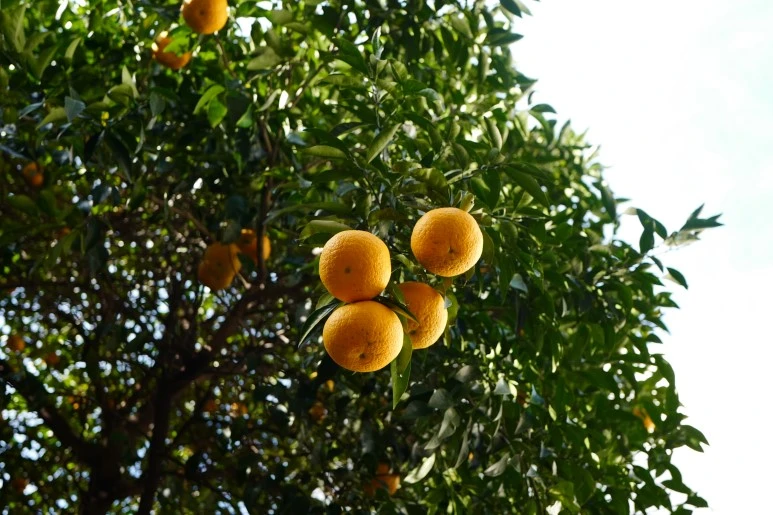 L1200409.JPG?type=w773