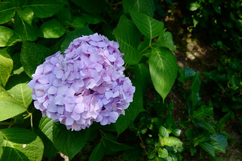 L1030496.JPG?type=w1