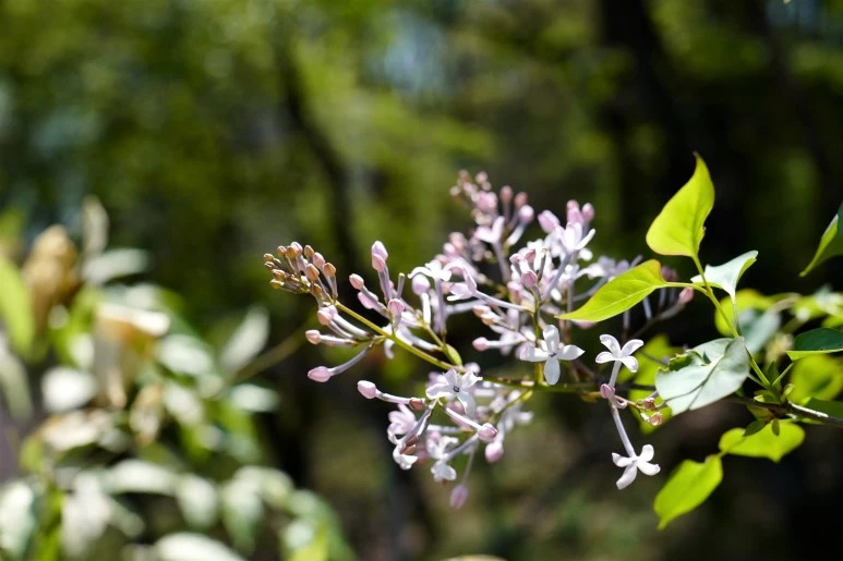 L1310167_%282%29.JPG?type=w773