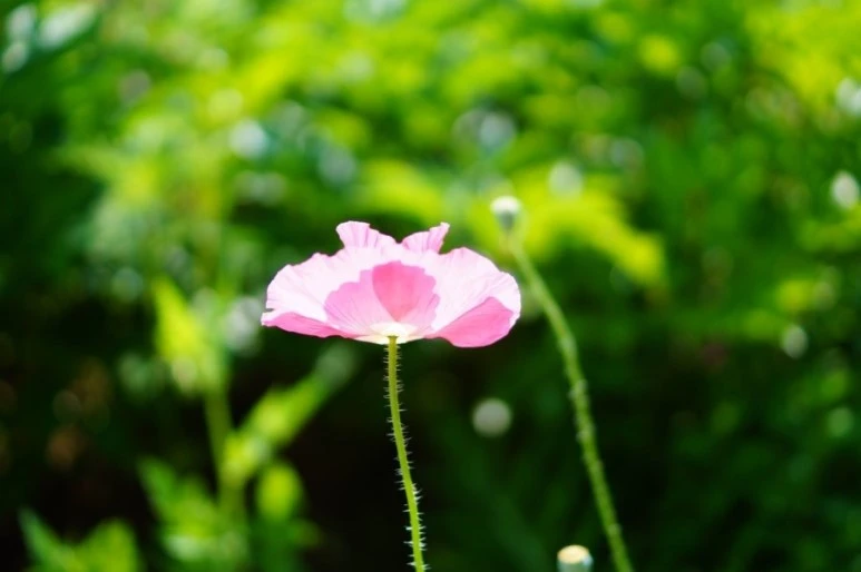 DSC01372.JPG?type=w773