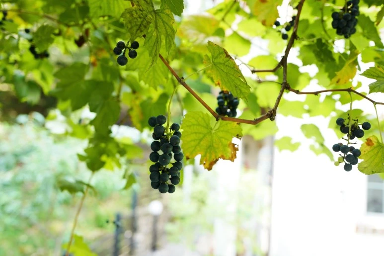 L1100361_%282%29.JPG?type=w773