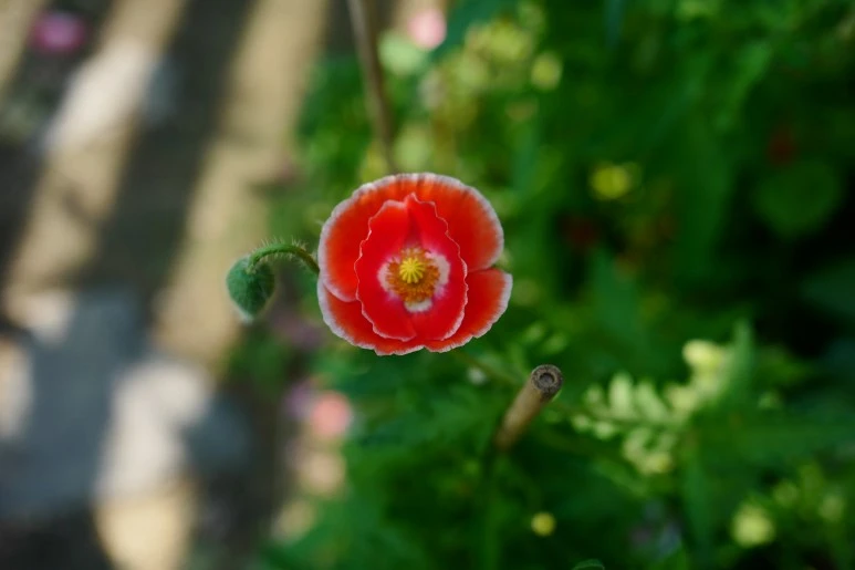 L1370817.JPG?type=w773