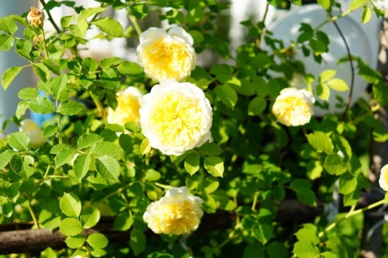 DSC01127.JPG?type=w773