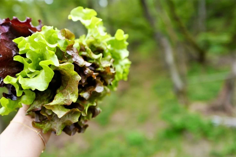 L1310377_%282%29.JPG?type=w773