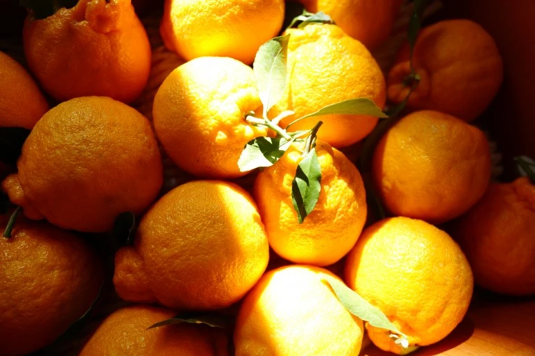 L1210632.JPG?type=w773