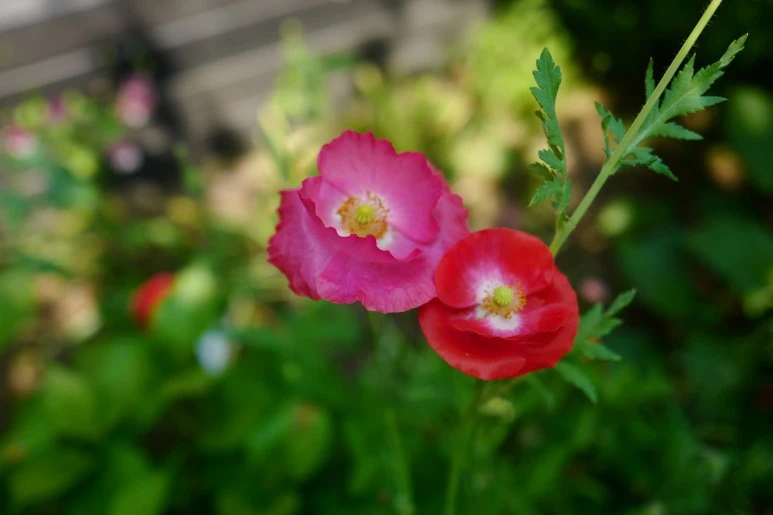 L1370823.JPG?type=w773