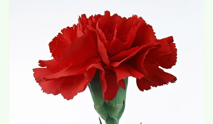 카네이션.jfif