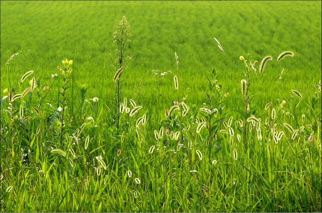 14_cafe_2008_07_09_15_42_48745dba43849