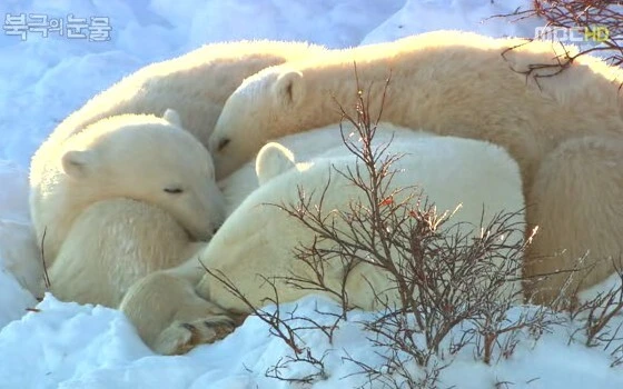 북극의 눈물.jpeg