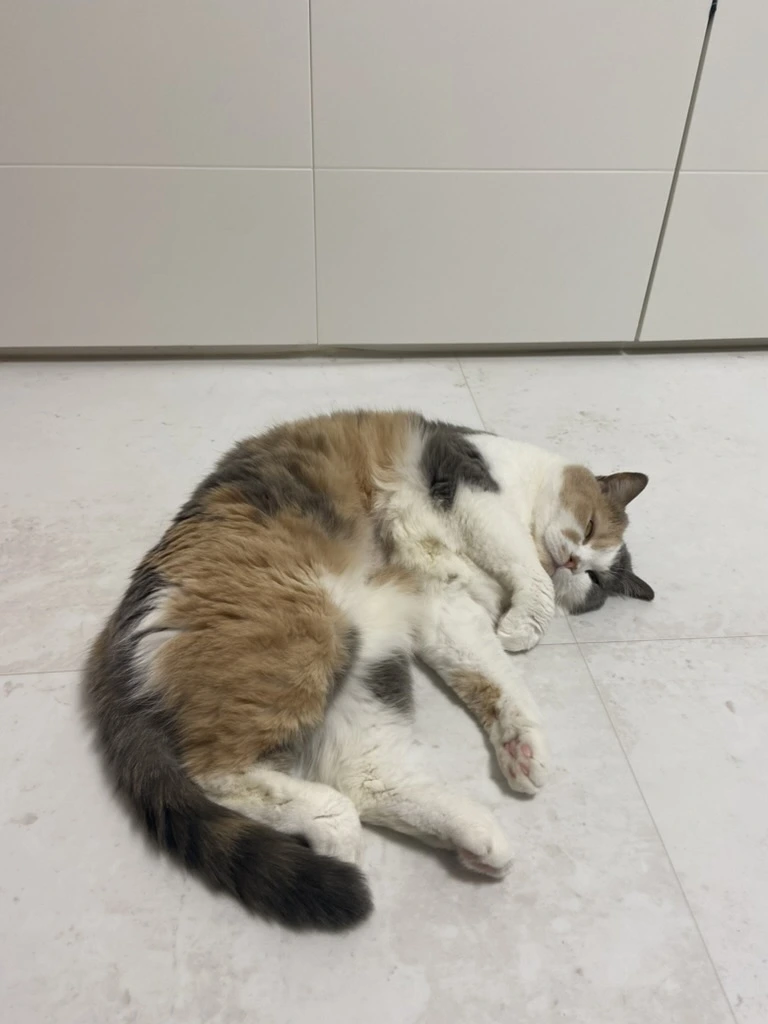 106D33AE-0F24-459F-BC06-D4BF5C05BFE0_1_105_c.jpeg?type=w1