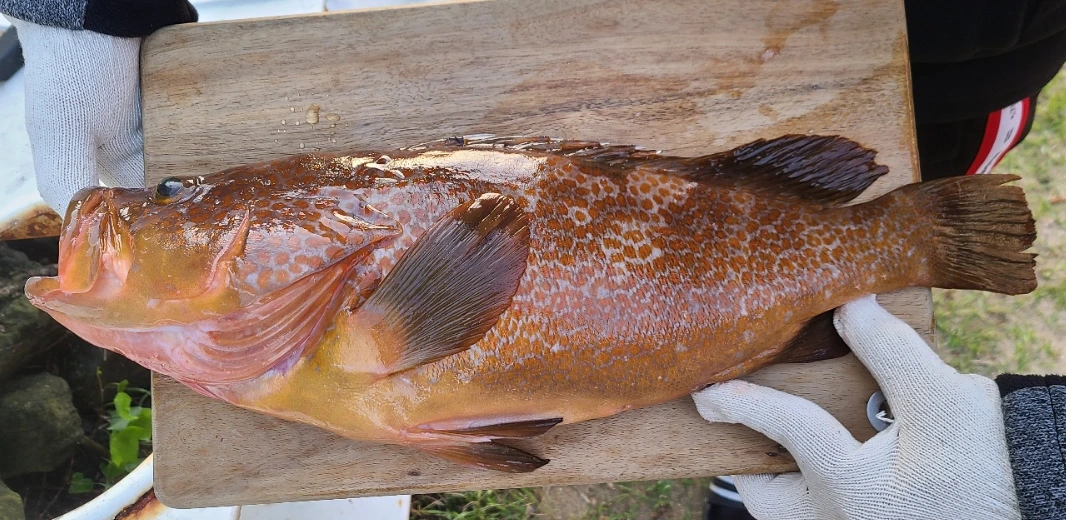 도마위 붉바리.PNG