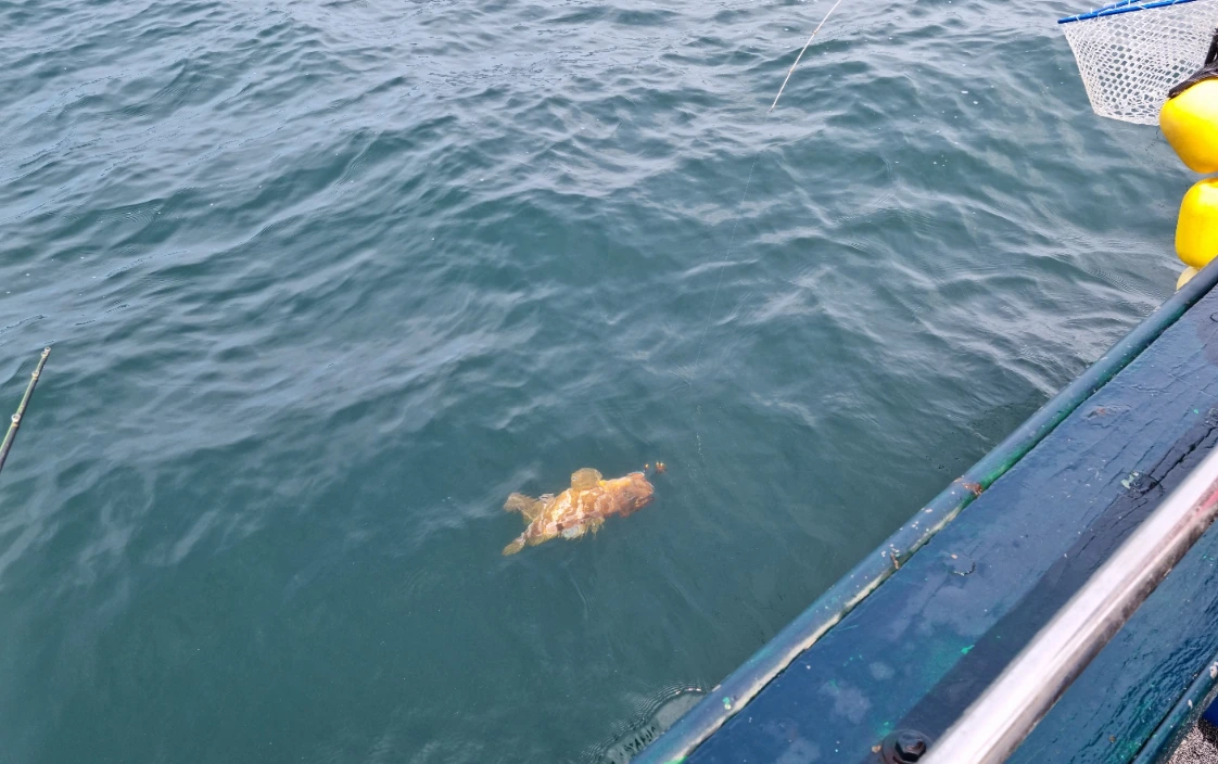 붉바리 수면위로.PNG