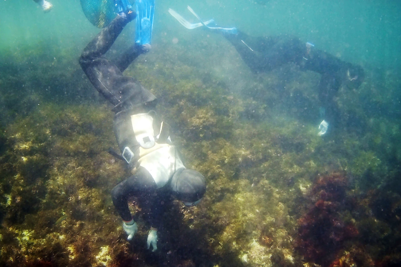 해녀와 체험객이 함께 바다 속을 잠수해 해산물을 캐고 있다_정은주촬영 (2).JPG