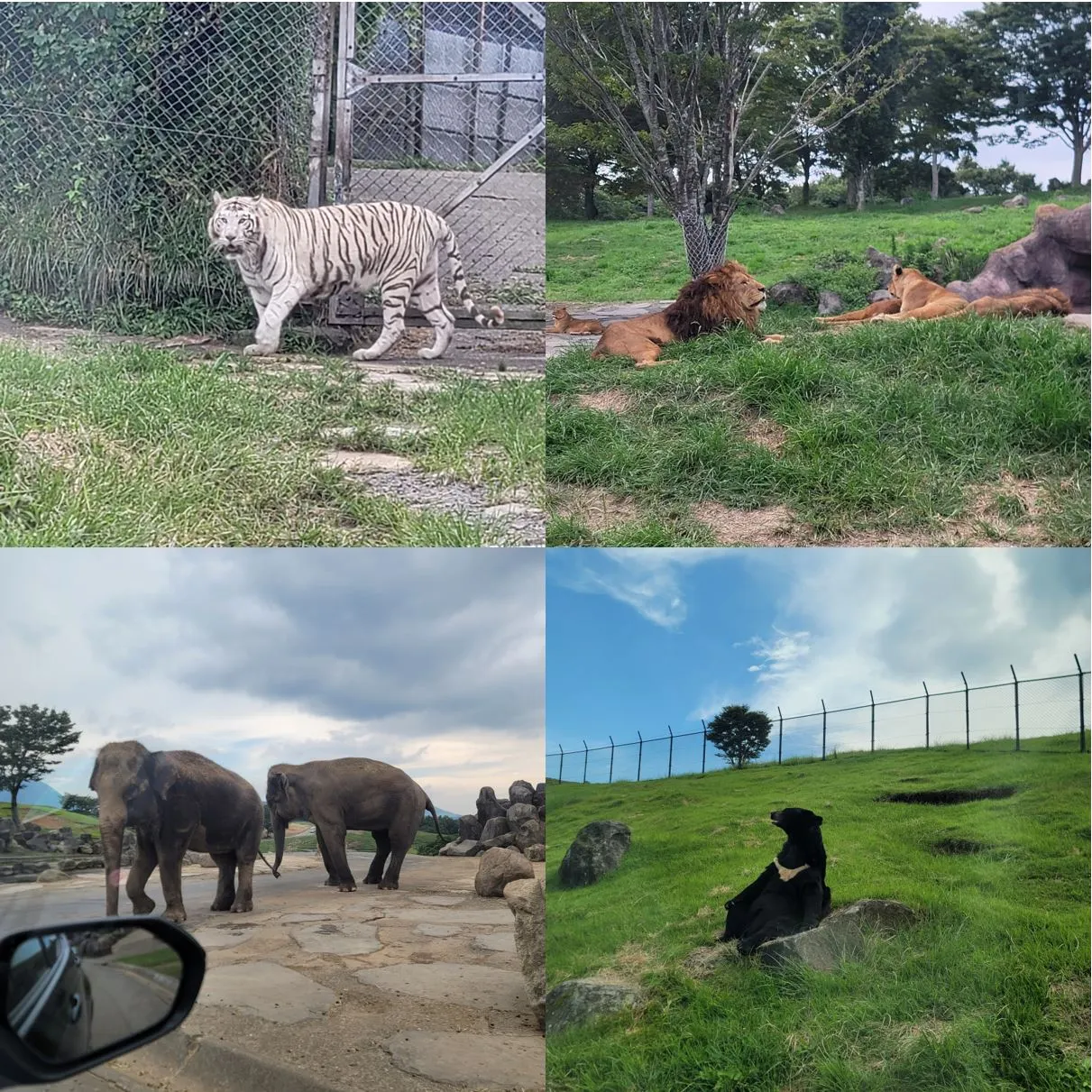 아프리칸 사파리.JPG