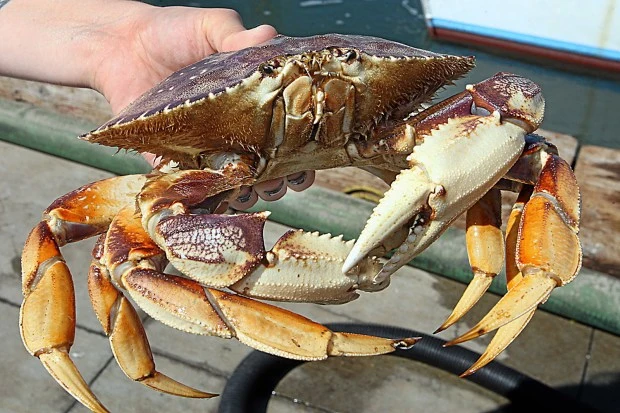 FEATURES_160419894_AR_0_MQJHFOHAYMVI.jpg?w=620