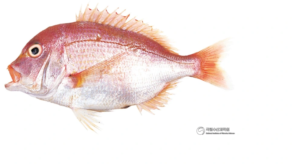 %ED%99%A9%EB%8F%94.png?type=w966