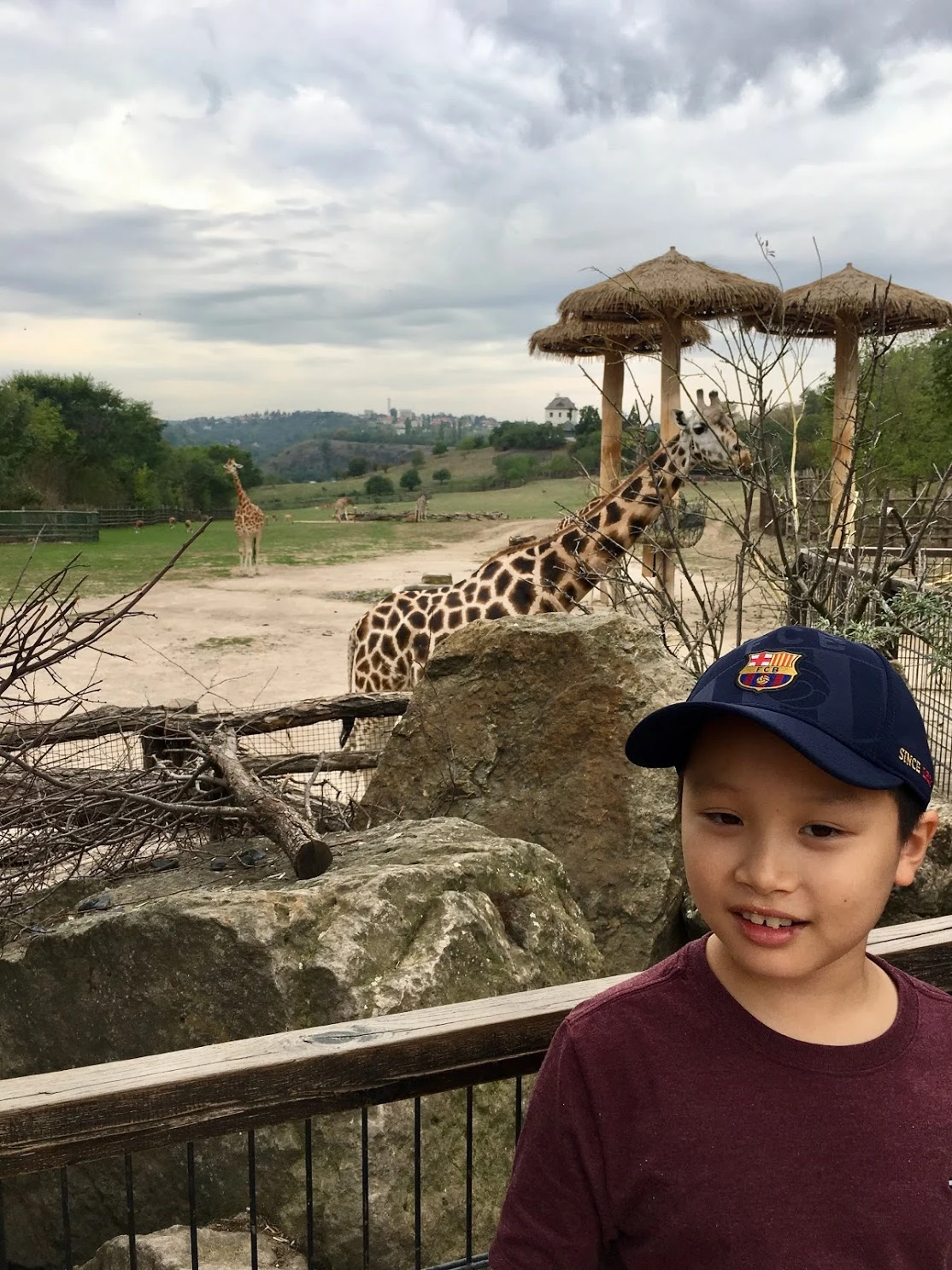 프라하 동물원 기린.JPG