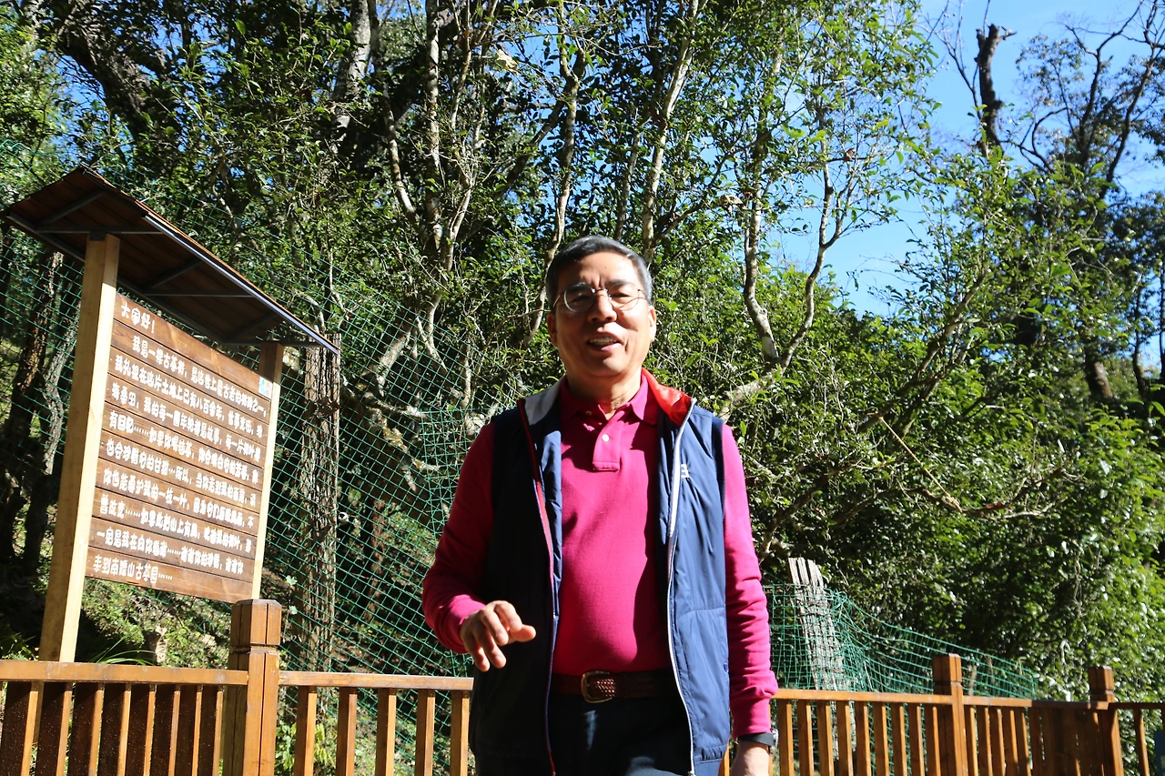 운남성 맹해 남노산의 제갈공명이 심은 800년 된 차왕수.JPG