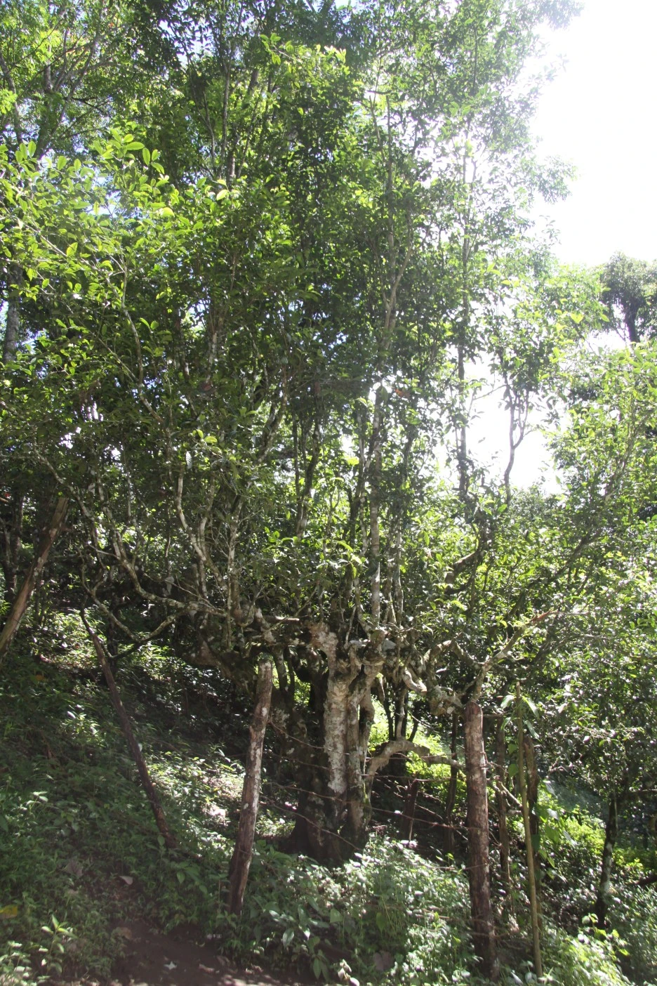 5._%EB%82%A8%EB%82%98%EC%82%B0_%EC%B0%A8%EC%99%95%EC%88%98_%EC%A0%9C%EA%B0%88%EB%9F%89%EC%9D%B4_%EC%8B%AC%EC%97%88%EB%8B%A4%EB%8A%94_%EC%A0%84%EC%84%A4%EC%9D%98_%EB%82%98%EB%AC%B4.JPG?type=w1