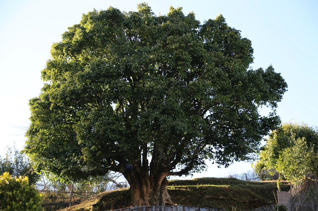 향죽정의 3200년 된 보이차나무, 살아있는 화석.JPG