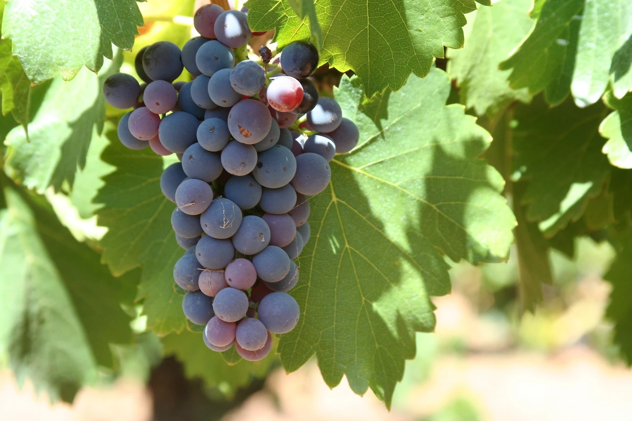 익어가는 레드와인 포도 품종.JPG