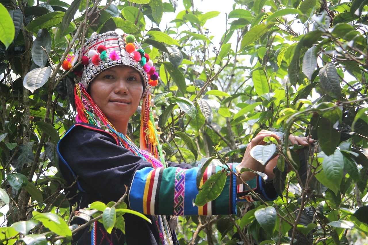 찻잎 채집 사진교체.JPG