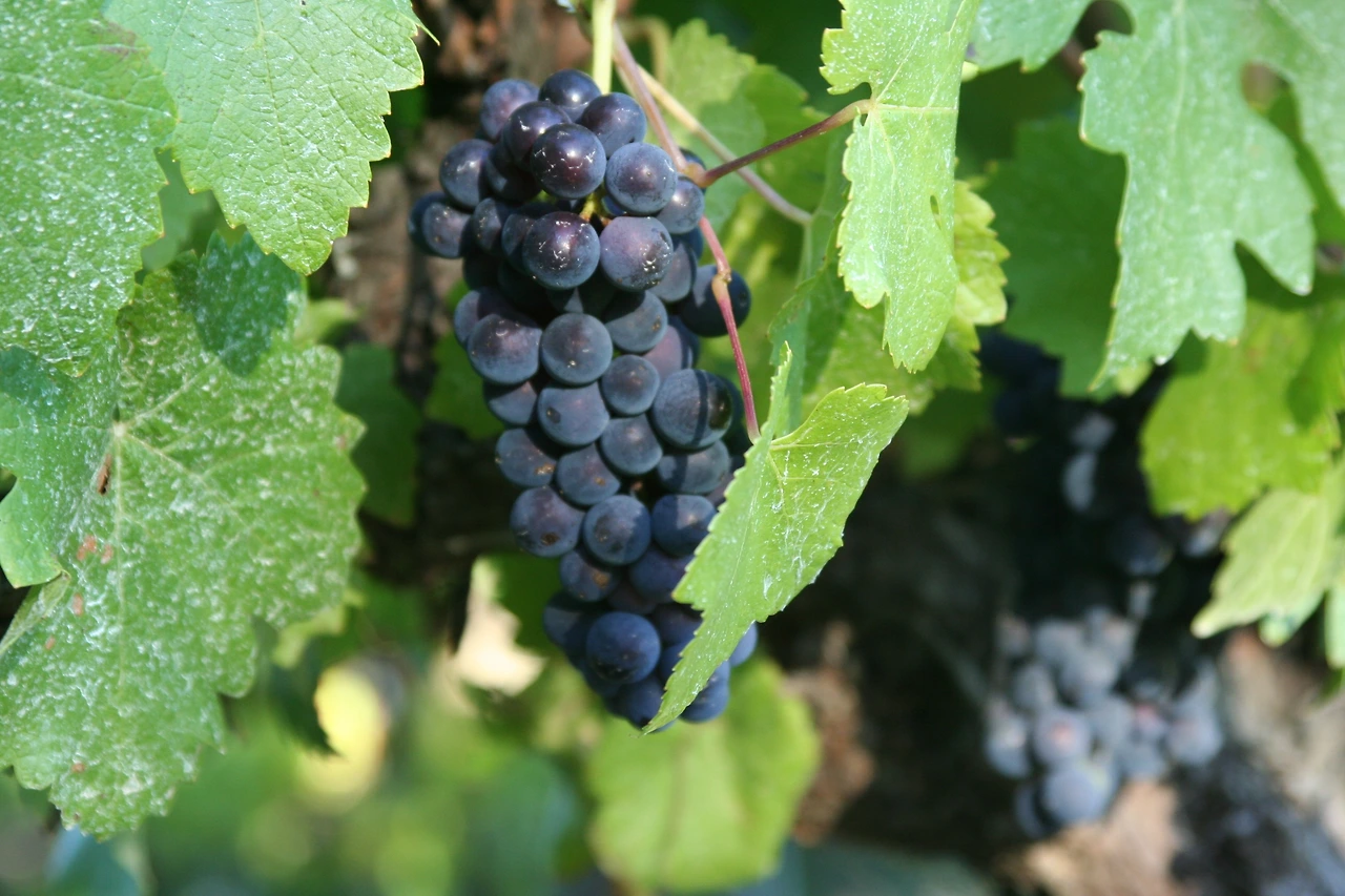 잘익은 레드 와인 포도품종.JPG