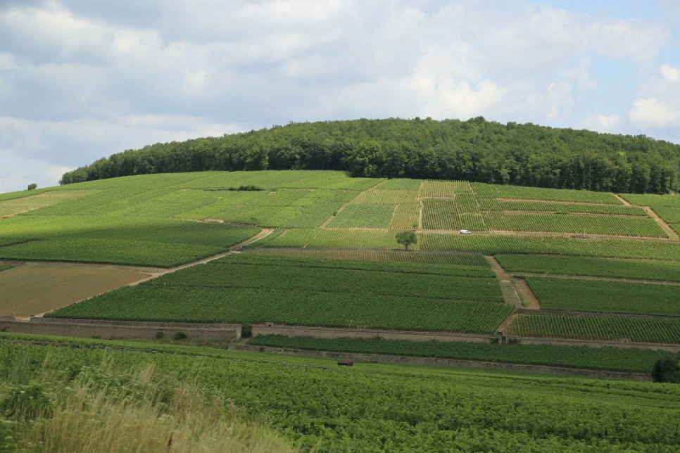 3O5A4811.JPG?type=w966