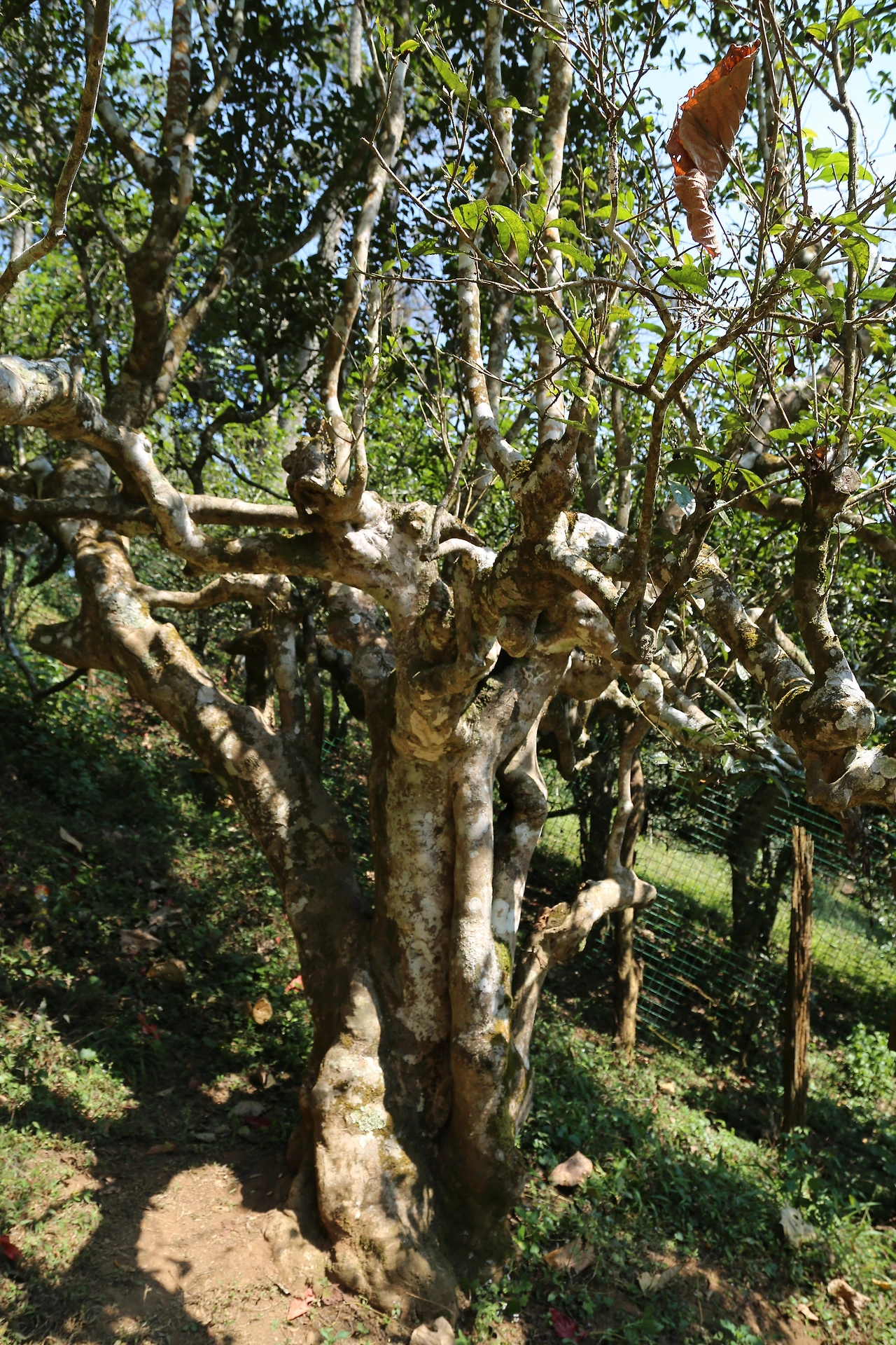6. 남노산의 제갈량이 심은 차왕수.JPG