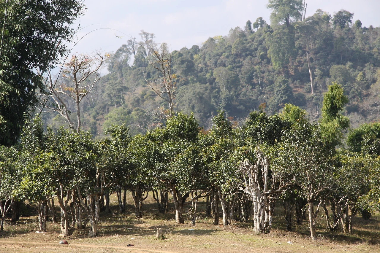 교목 교차수.JPG
