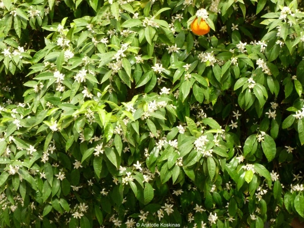 bitter-orange-tree-in-bloom.jpg?w=593&h=444