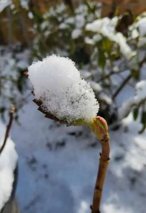 xcvxcvxcv.JPG?type=w966