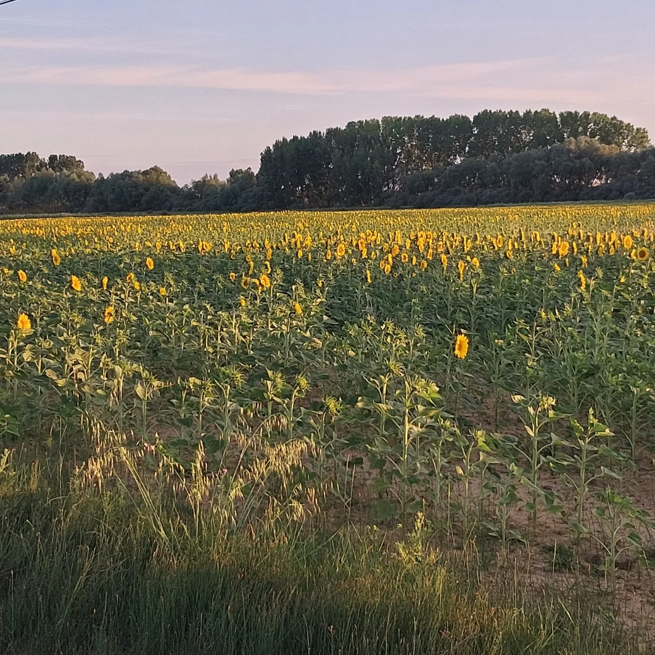 i_e5bUd018svc1oqvar0gpp8vk_bc1i52.jpg?type=e1920_std