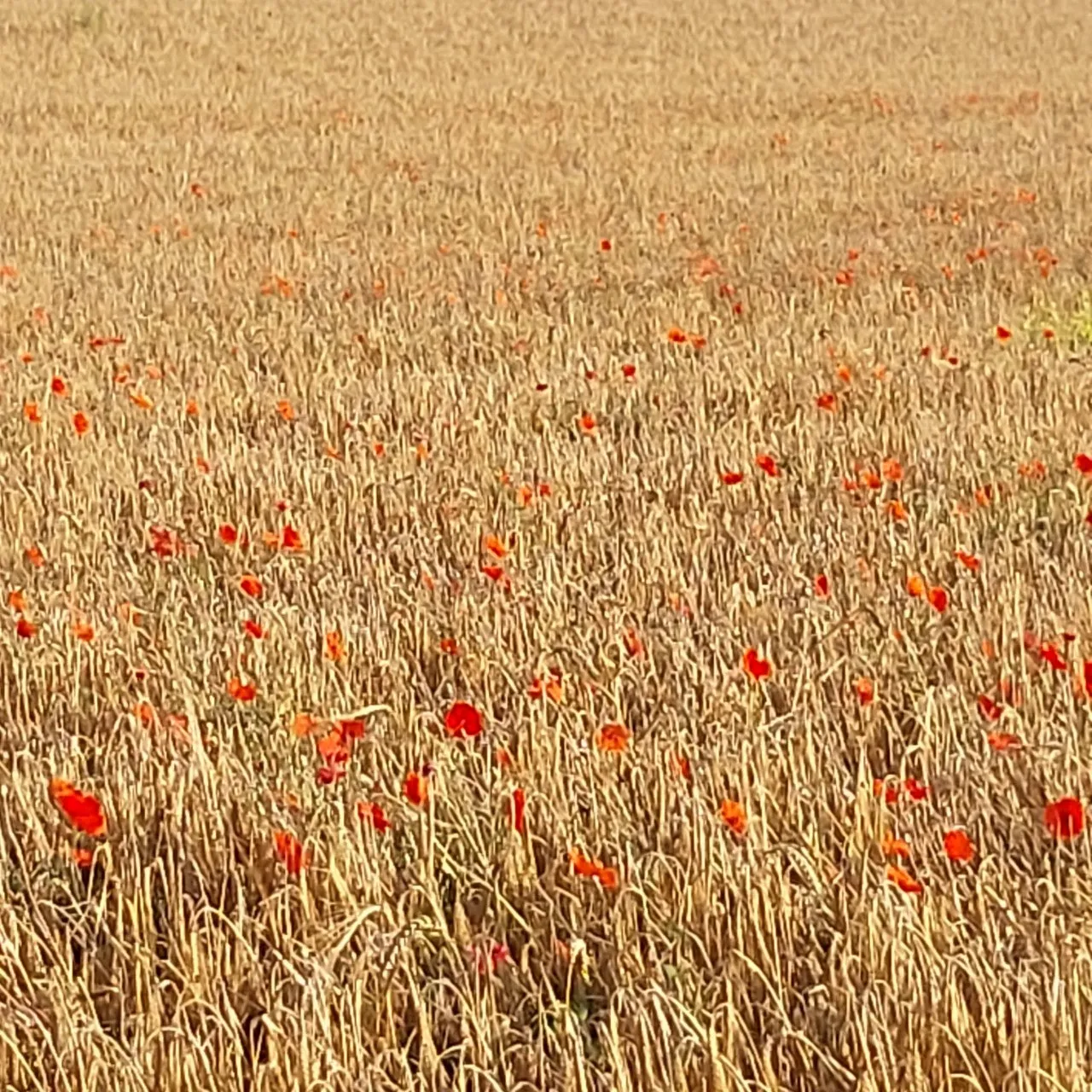 7_4e1Ud018svco72ab7vgjv7f_bc1i52.jpg?type=e1920_std