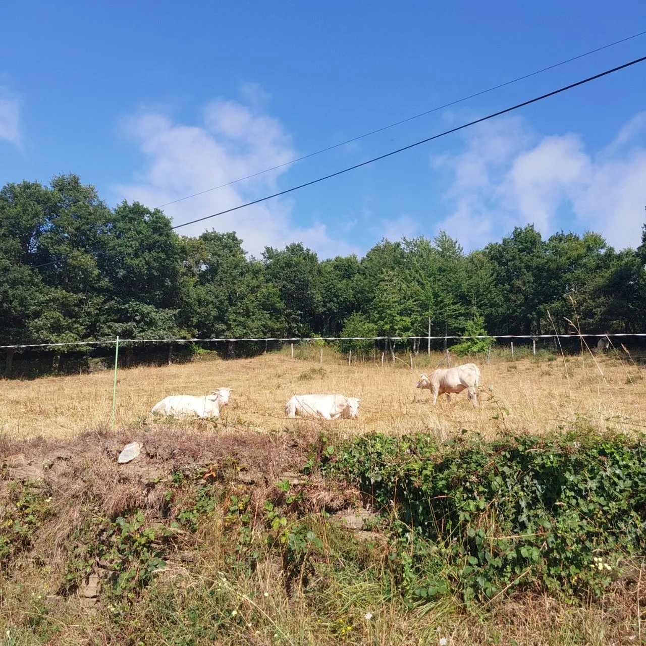 a_5i6Ud018svck3whprj6qfx3_bc1i52.jpg?type=e1920_std