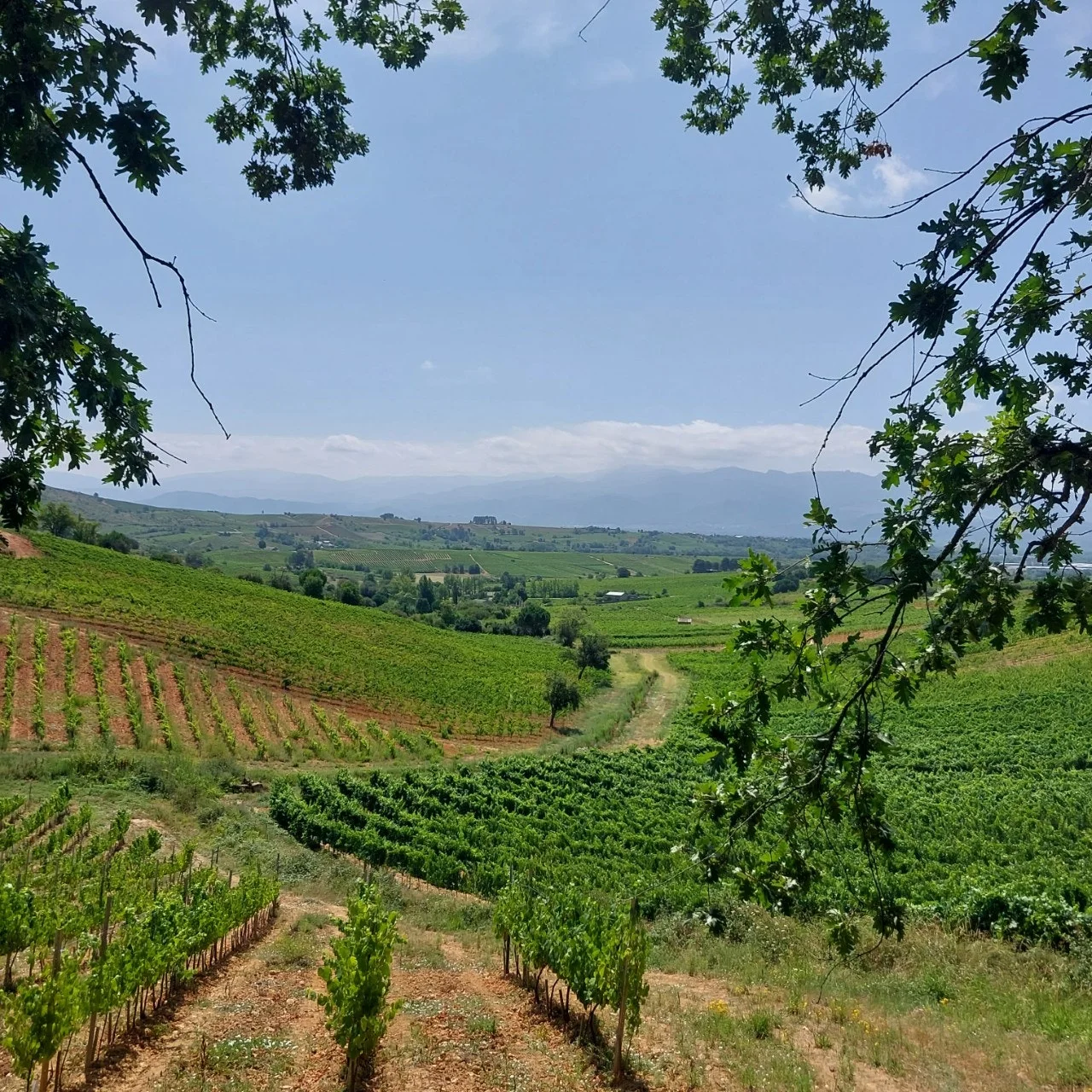 h_4h4Ud018svcpq2gt3azi3c7_bc1i52.jpg?type=e1920_std