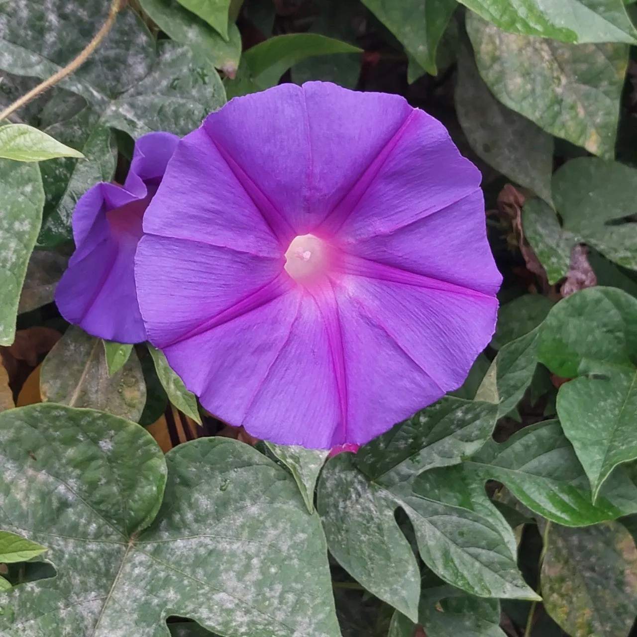 j_9d3Ud018svcr4tmmpnyst1h_bc1i52.jpg?type=e1920_std