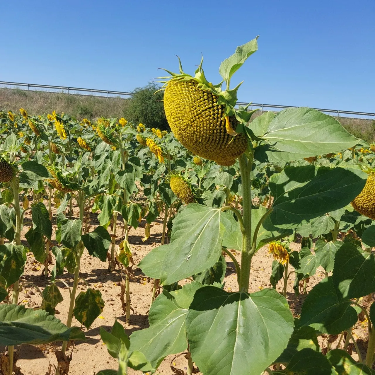 4_8bhUd018svcq9cgi5s941v4_bc1i52.jpg?type=e1920_std