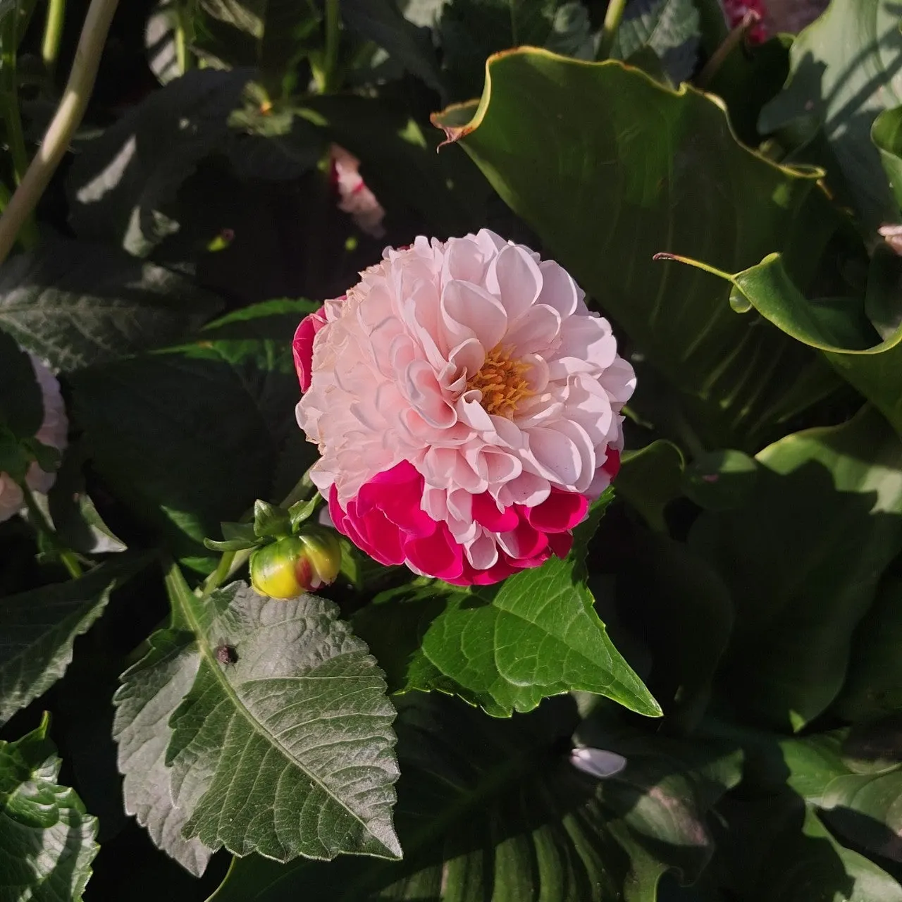 8_1hdUd018svcrbkp86h3vowc_bc1i52.jpg?type=e1920_std